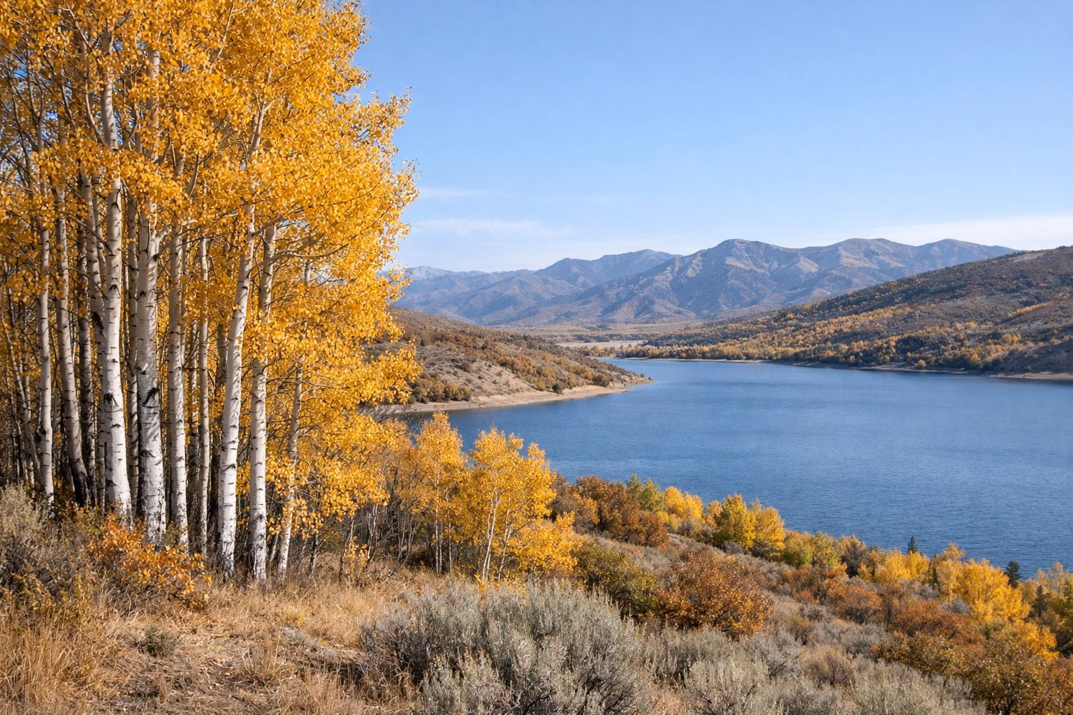 A grove of golden aspen trees with white trunks on a mountain slope
