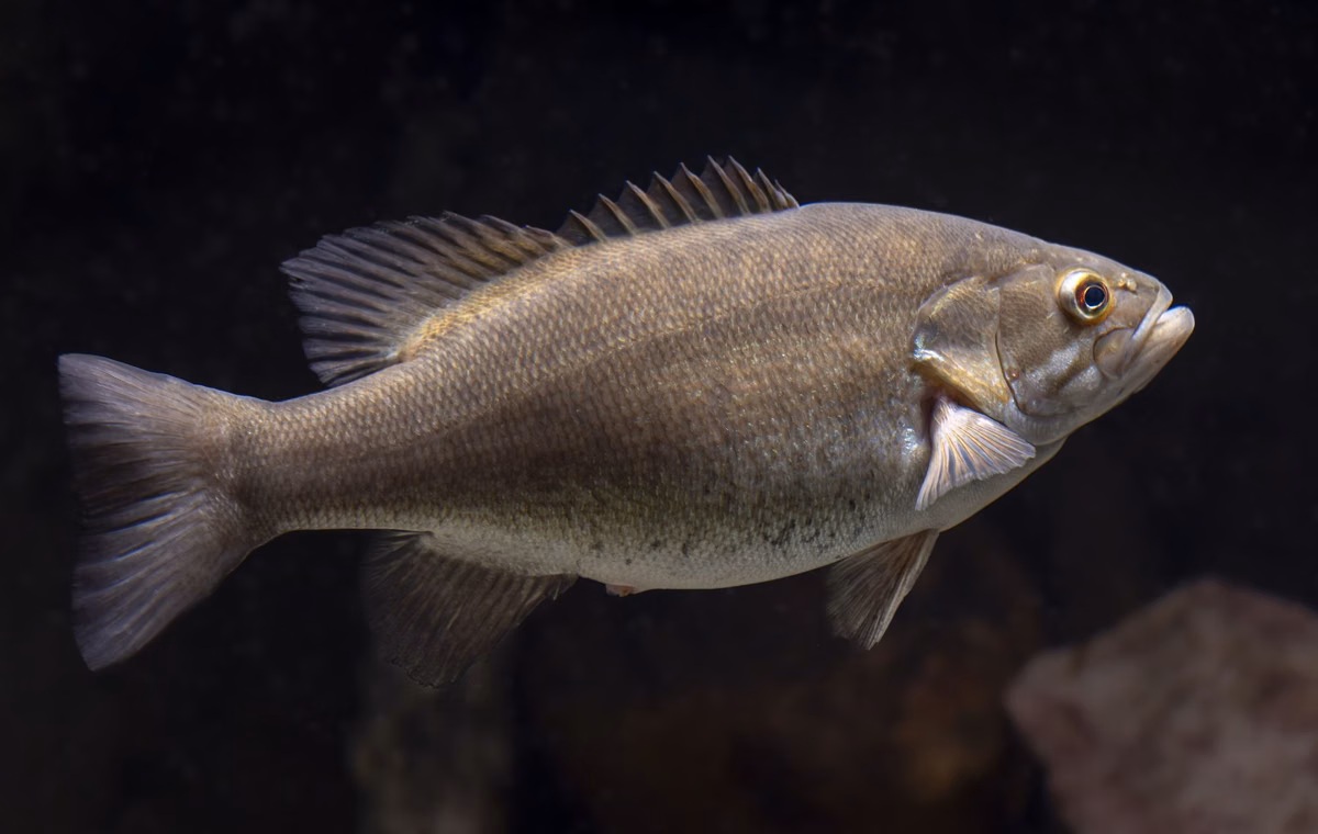 A smallmouth bass swimming over a dark rocky bottom