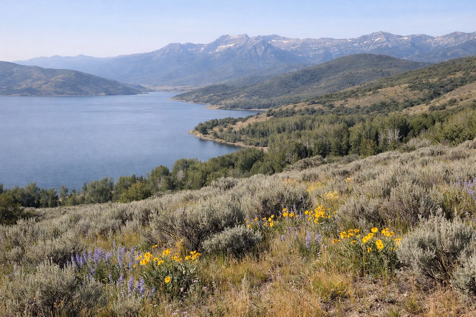 A sagebrush hillside dotted with yellow and purple wildflowers below distant mountains
