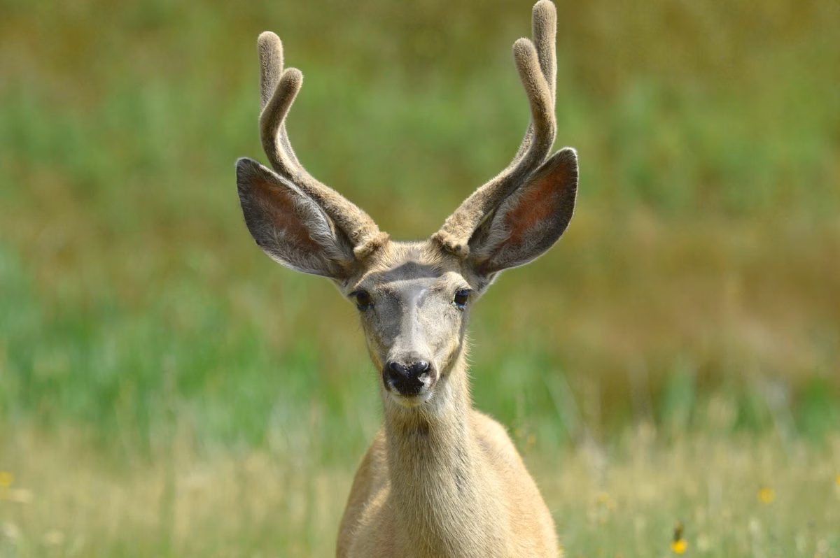 A mule deer buck with velvet antlers standing in green grass